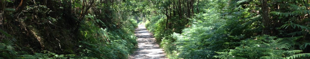 Chris Scruggs: Journeying on the Path of Life